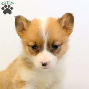 Milo, Pembroke Welsh Corgi Puppy