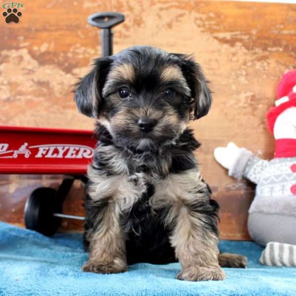 Milo, Yorkie Puppy