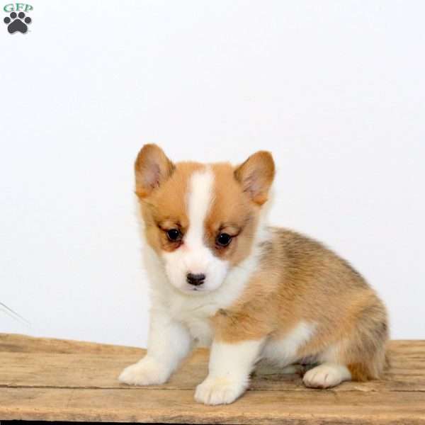 Mindy, Pembroke Welsh Corgi Puppy