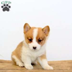 Mindy, Pembroke Welsh Corgi Puppy