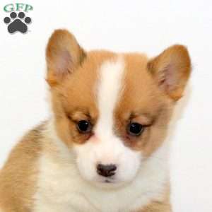 Mindy, Pembroke Welsh Corgi Puppy