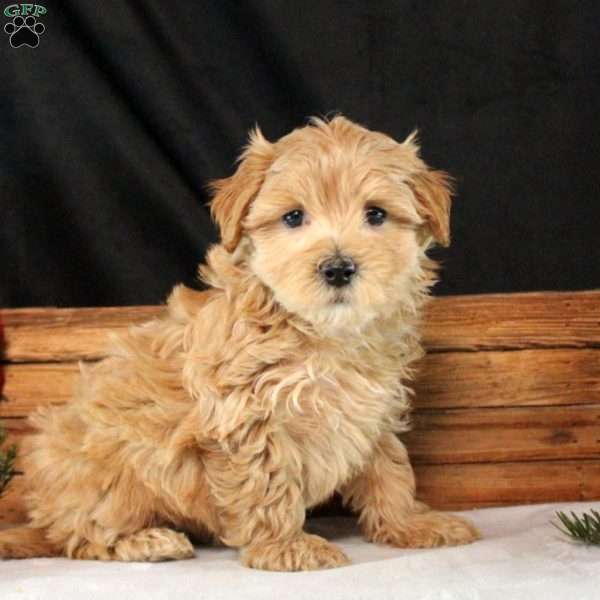 Mindy, Maltipoo Puppy