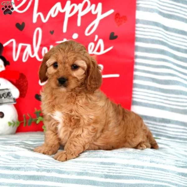 Mindy, Cavapoo Puppy