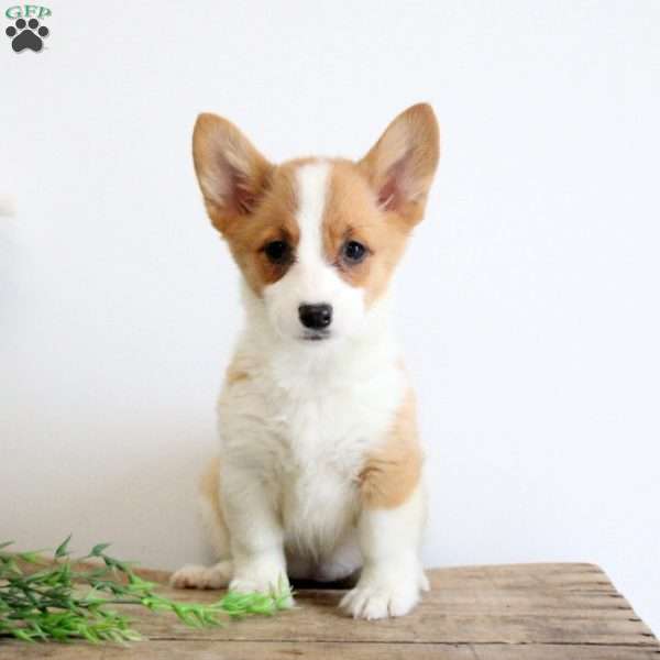 Mindy, Pembroke Welsh Corgi Puppy