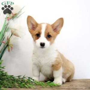 Mindy, Pembroke Welsh Corgi Puppy