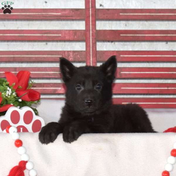 Minnie, German Shepherd Puppy