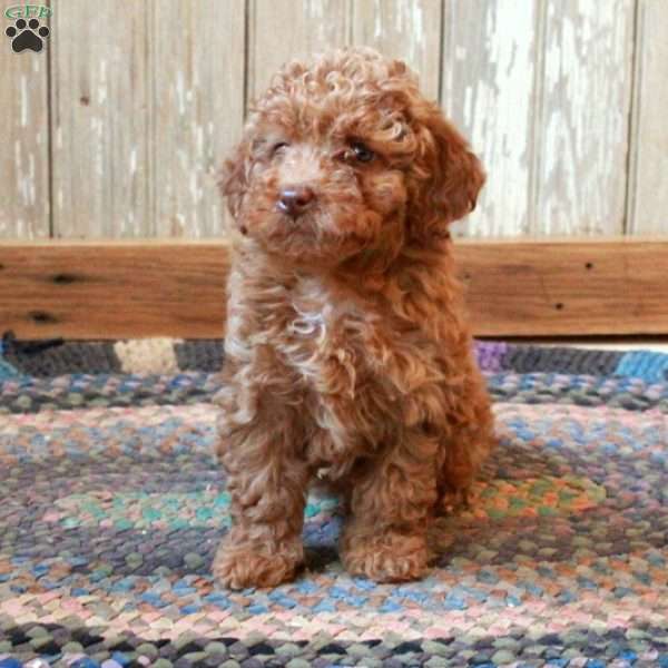 Minnie, Miniature Poodle Puppy