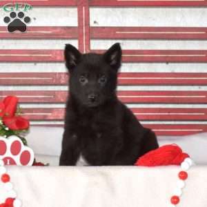 Minnie, German Shepherd Puppy