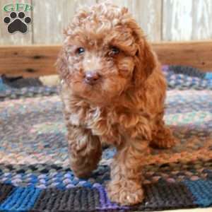 Minnie, Miniature Poodle Puppy