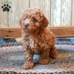 Minnie, Miniature Poodle Puppy