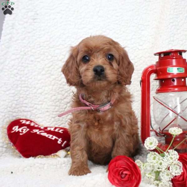 Minnie, Cavapoo Puppy