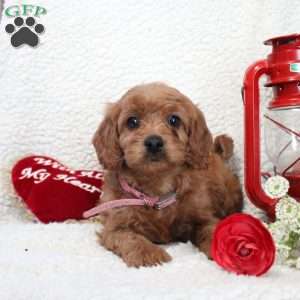 Minnie, Cavapoo Puppy