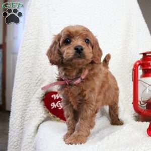 Minnie, Cavapoo Puppy