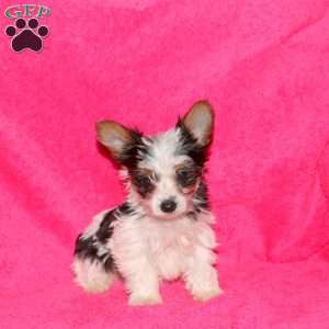 Miracle, Yorkie Puppy