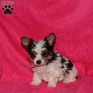 Miracle, Yorkie Puppy