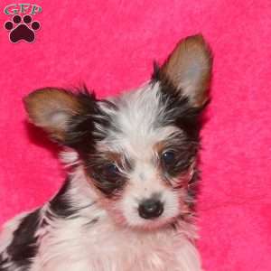 Miracle, Yorkie Puppy