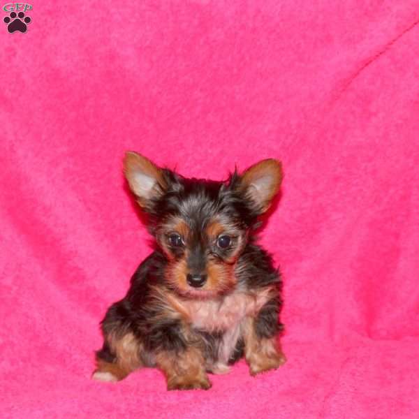 Missy, Yorkie Puppy