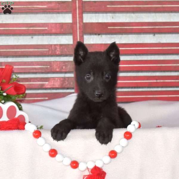 Missy, German Shepherd Puppy