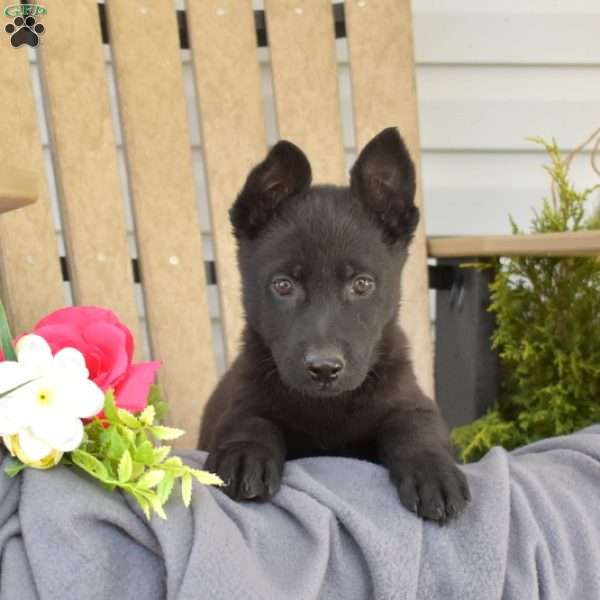 Missy, German Shepherd Puppy