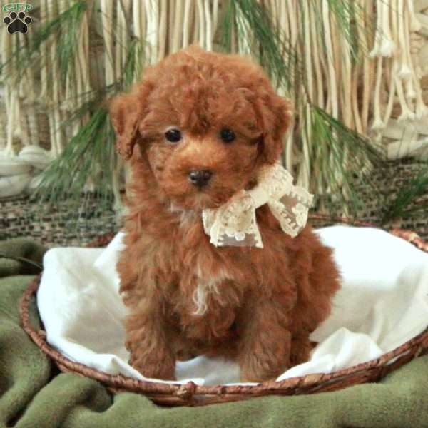 Missy, Miniature Poodle Puppy