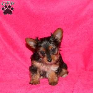 Missy, Yorkie Puppy