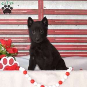 Missy, German Shepherd Puppy