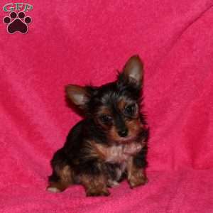 Missy, Yorkie Puppy