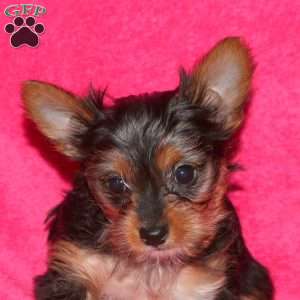 Missy, Yorkie Puppy