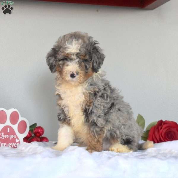 Misty, Mini Bernedoodle Puppy