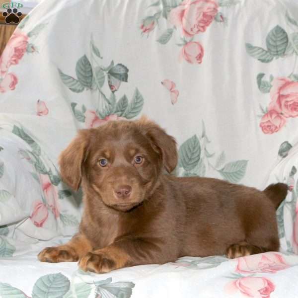 Misty, Dachshund Mix Puppy