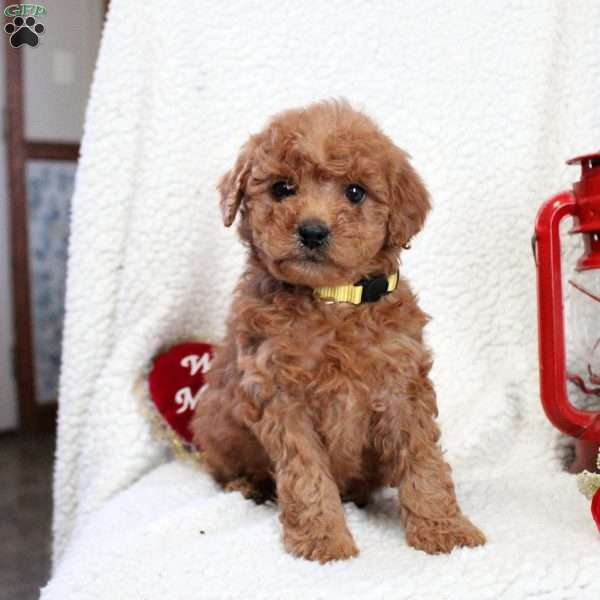 Misty, Cavapoo Puppy