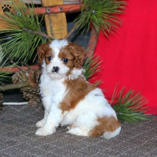 Misty, Cavapoo Puppy