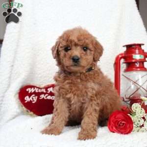 Misty, Cavapoo Puppy