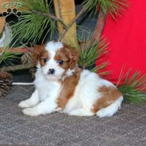 Misty, Cavapoo Puppy