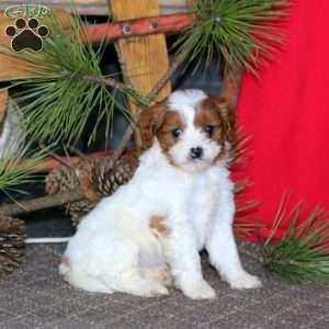 Misty, Cavapoo Puppy