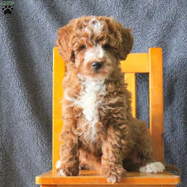 Mitch, Mini Goldendoodle Puppy