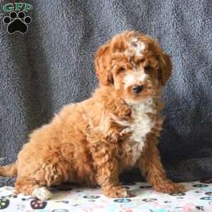 Mitch, Mini Goldendoodle Puppy