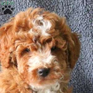 Mitch, Mini Goldendoodle Puppy