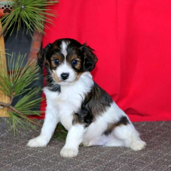 Mitchell, Cavapoo Puppy