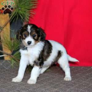 Mitchell, Cavapoo Puppy