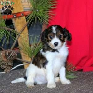 Mitchell, Cavapoo Puppy