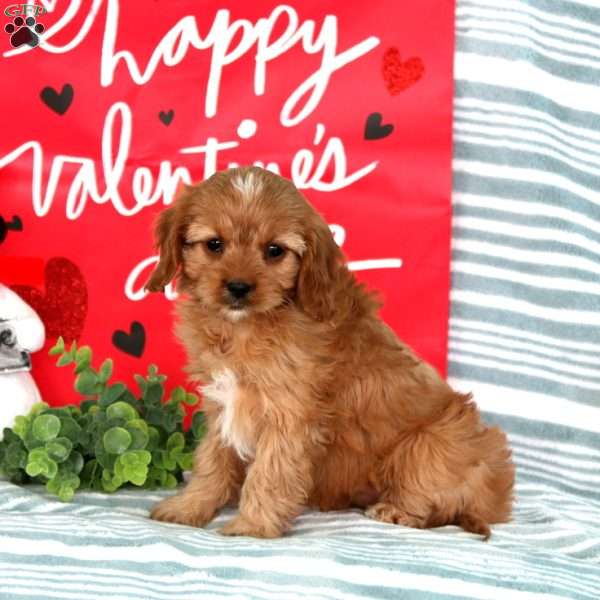 Mitzy, Cavapoo Puppy