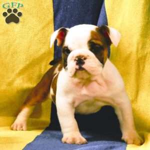 Mitzy, English Bulldog Puppy