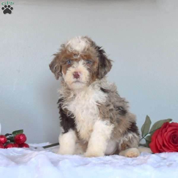 Mocha, Mini Bernedoodle Puppy