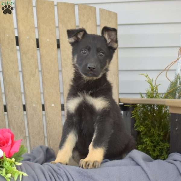 Mocha, German Shepherd Puppy