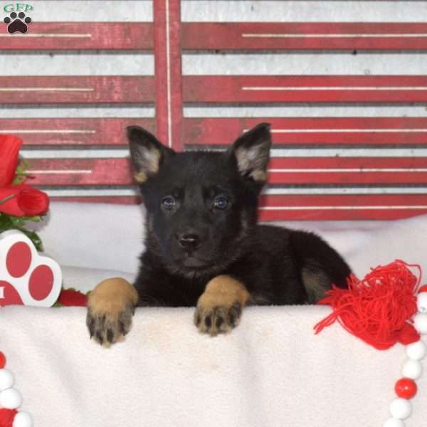 Mocha, German Shepherd Puppy