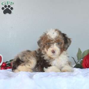 Mocha, Mini Bernedoodle Puppy