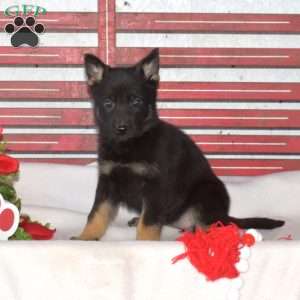 Mocha, German Shepherd Puppy