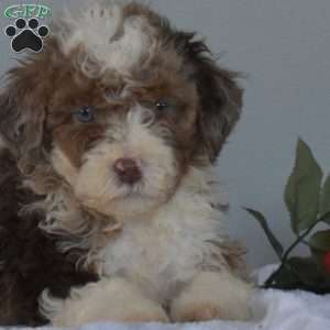 Mocha, Mini Bernedoodle Puppy