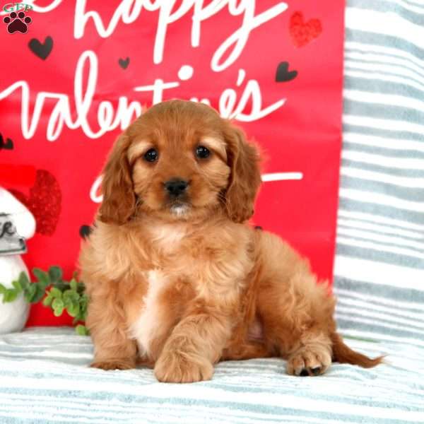 Mocha, Cavapoo Puppy